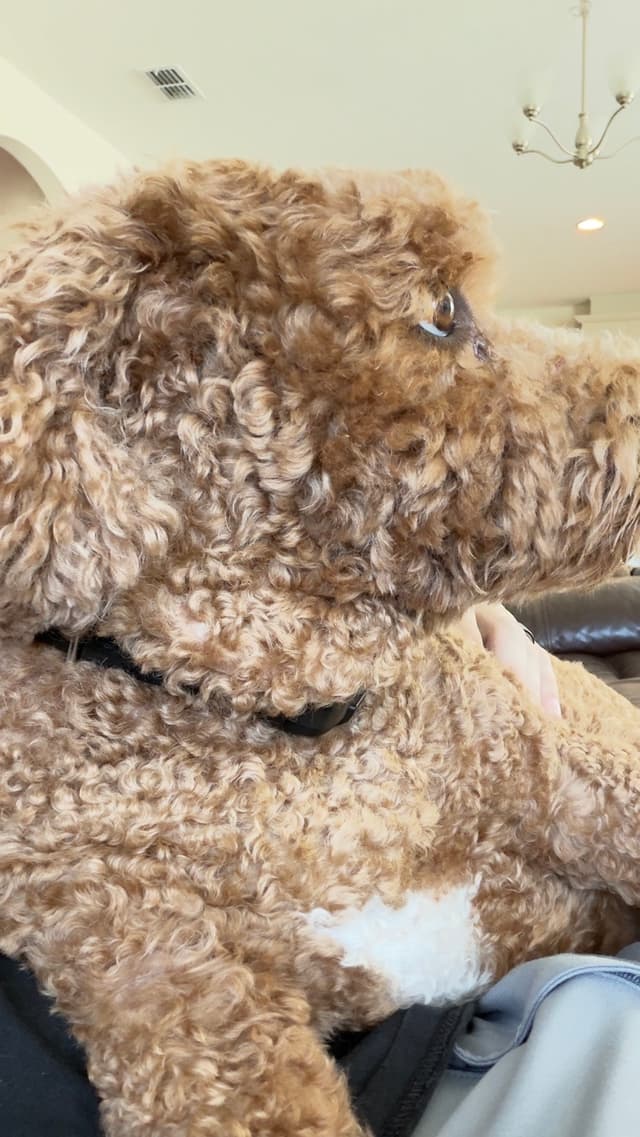 Close side view of Leia cuddled in her handler's lap